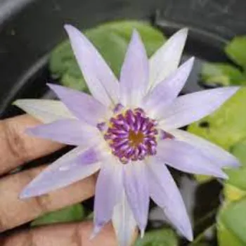 Fresh Lily Flowers
